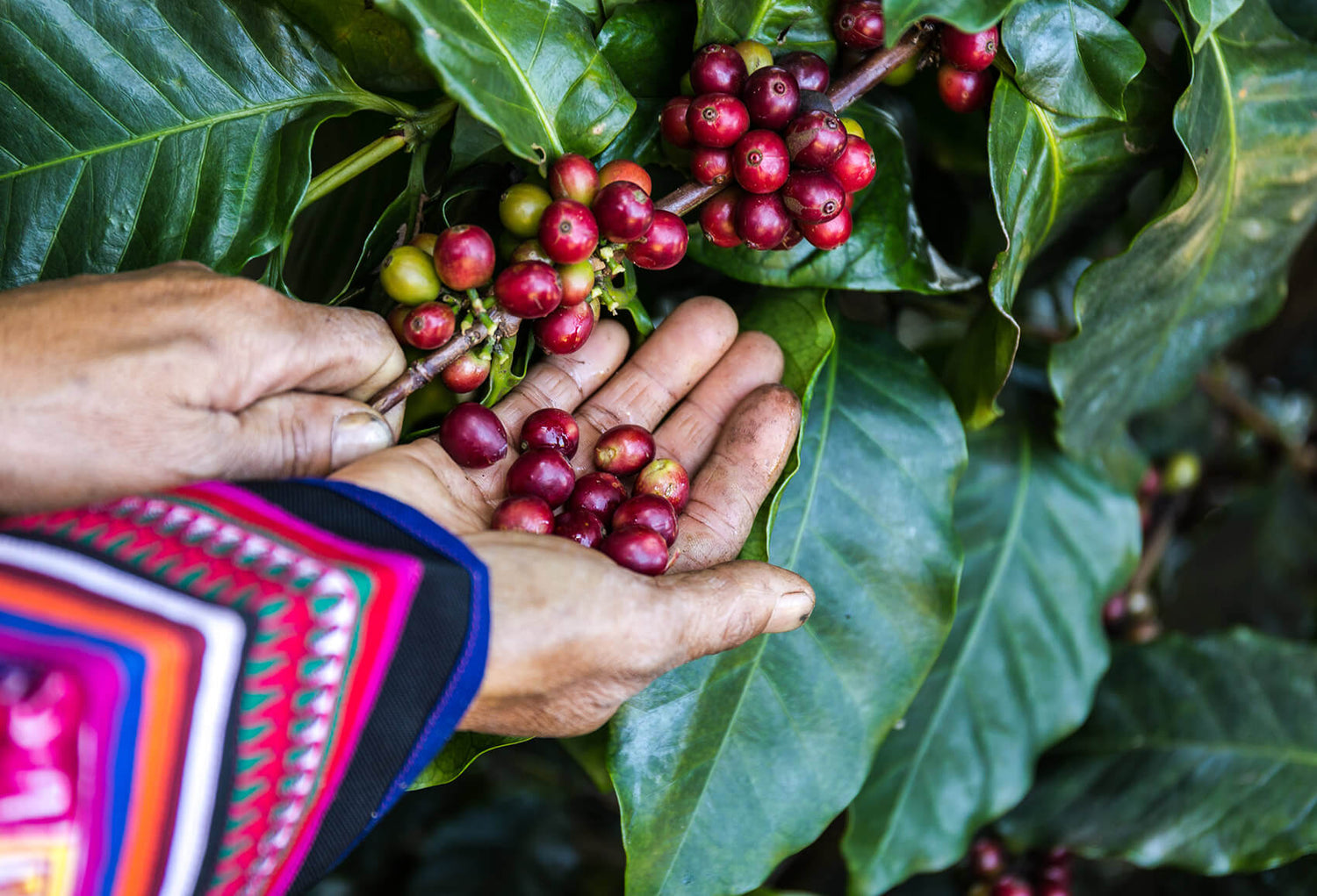 Recolección de cerezas de café