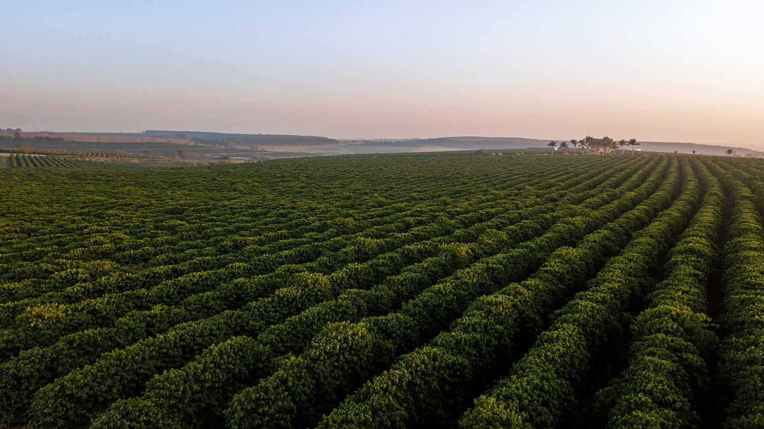 Cultivo de café