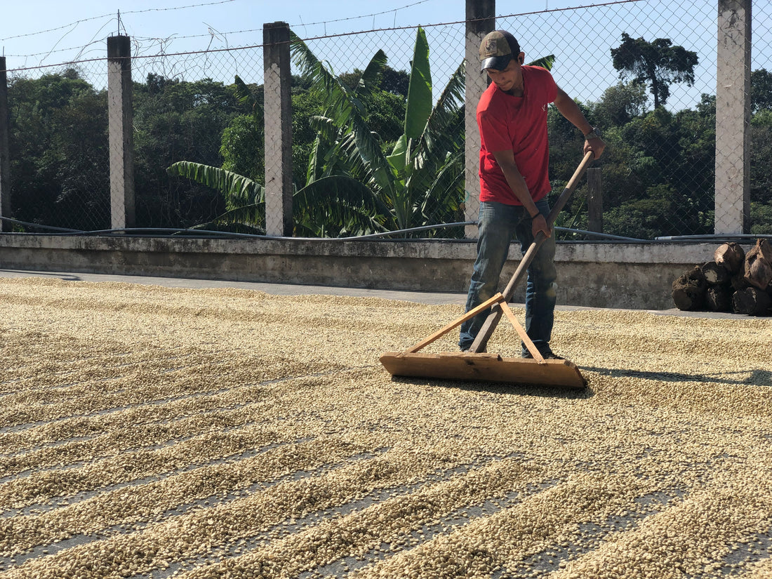 Café de Especialidad vs. Café Convencional: ¿Cuál es la diferencia real?